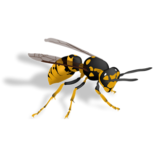 Wasp PNG-74586